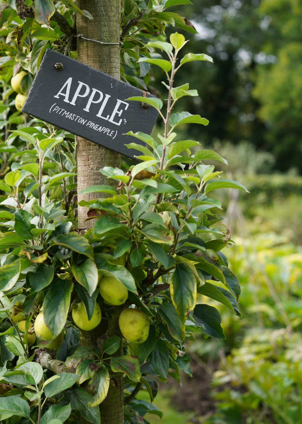 Sprigster Apples Sprigster Apples